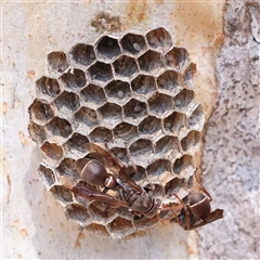 Ropalidia plebeiana at Acton, ACT - 20 Oct 2024 09:28 AM