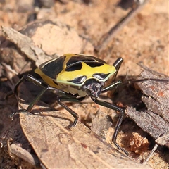 Commius elegans (Cherry Ballart Shield Bug) at Acton, ACT - 20 Oct 2024 by ConBoekel