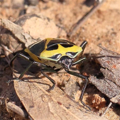 Commius elegans (Cherry Ballart Shield Bug) at Acton, ACT - 19 Oct 2024 by ConBoekel