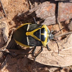 Commius elegans at Acton, ACT - 20 Oct 2024 09:36 AM