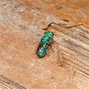 Chrysididae (family) at Downer, ACT - 21 Oct 2024