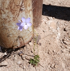 Wahlenbergia sp. (Bluebell) at Cooma, NSW - 21 Oct 2024 by mahargiani