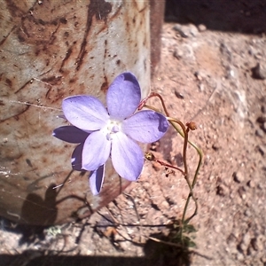 Wahlenbergia sp. at Cooma, NSW - 21 Oct 2024