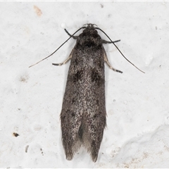 Oenochroa ochrosoma (A Concealer moth (Oecophoridae)) at Melba, ACT - 20 Oct 2024 by kasiaaus