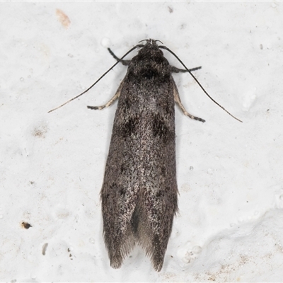 Oenochroa ochrosoma (A Concealer moth (Oecophoridae)) at Melba, ACT - 20 Oct 2024 by kasiaaus