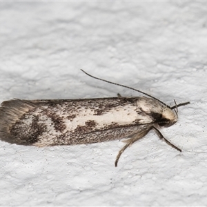 Eusemocosma pruinosa at Melba, ACT - 20 Oct 2024 09:30 PM