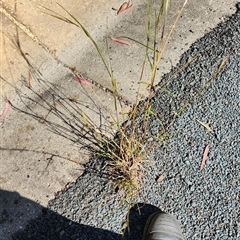 Unidentified Grass at Aranda, ACT - 21 Oct 2024 by patrickharvey