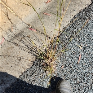 Themeda triandra at Aranda, ACT - 21 Oct 2024