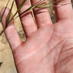 Themeda triandra at Aranda, ACT - 21 Oct 2024