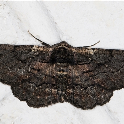 Pholodes sinistraria (Sinister or Frilled Bark Moth) at Melba, ACT - 20 Oct 2024 by kasiaaus