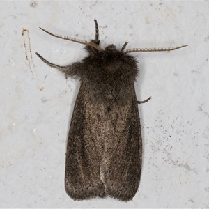 Bathytricha aethalion at Melba, ACT - 20 Oct 2024 10:58 PM