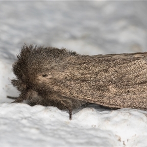 Bathytricha aethalion at Melba, ACT - 20 Oct 2024 10:58 PM