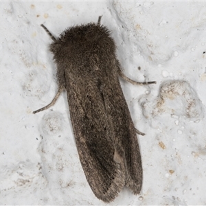 Bathytricha aethalion at Melba, ACT - 20 Oct 2024 10:58 PM