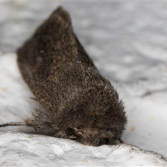 Bathytricha aethalion at Melba, ACT - 20 Oct 2024 10:58 PM