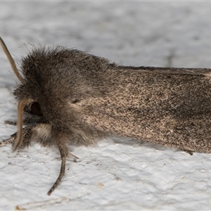 Bathytricha aethalion at Melba, ACT - 20 Oct 2024 10:58 PM