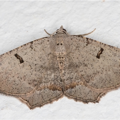 Dissomorphia australiaria (Dashed Geometrid, Ennominae) at Melba, ACT - 20 Oct 2024 by kasiaaus