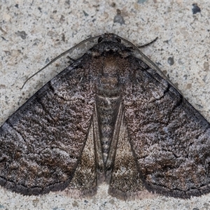 Dysbatus (genus) at Melba, ACT - 20 Oct 2024