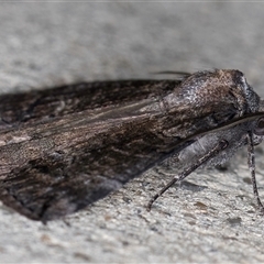 Dysbatus (genus) at Melba, ACT - 20 Oct 2024