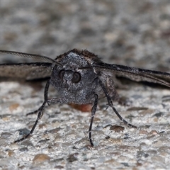 Dysbatus (genus) at Melba, ACT - 20 Oct 2024