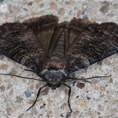 Dysbatus (genus) at Melba, ACT - 20 Oct 2024 11:02 PM