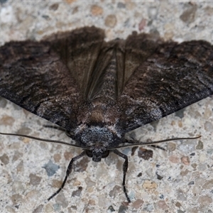 Dysbatus (genus) at Melba, ACT - 20 Oct 2024