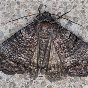 Dysbatus (genus) at Melba, ACT - 20 Oct 2024