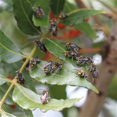 Lipotriches (Austronomia) australica at Oak Flats, NSW - 24 Jan 2019 by PaperbarkNativeBees