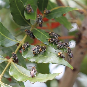 Lipotriches (Austronomia) australica at Oak Flats, NSW - 24 Jan 2019 11:42 AM