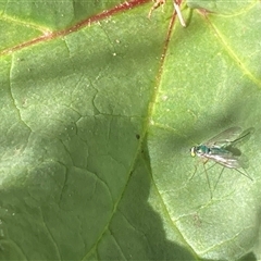 Dolichopodidae (family) (Unidentified Long-legged fly) at Theodore, ACT - 21 Oct 2024 by Cardy