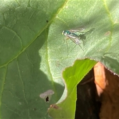 Dolichopodidae (family) at Theodore, ACT - 21 Oct 2024 10:44 AM