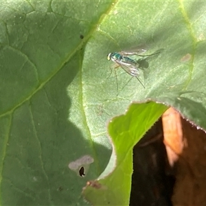 Dolichopodidae (family) at Theodore, ACT - 21 Oct 2024