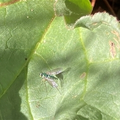 Dolichopodidae (family) at Theodore, ACT - 21 Oct 2024 10:44 AM