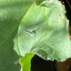 Dolichopodidae (family) at Theodore, ACT - 21 Oct 2024 10:44 AM