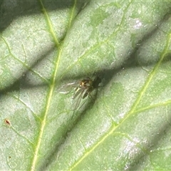 Dolichopodidae (family) at Theodore, ACT - 21 Oct 2024 10:44 AM