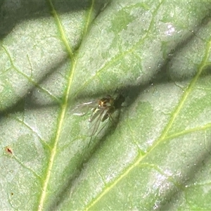 Dolichopodidae (family) at Theodore, ACT - 21 Oct 2024