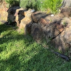 Tiliqua rugosa (Shingleback Lizard) at Hackett, ACT - 21 Oct 2024 by Louisab