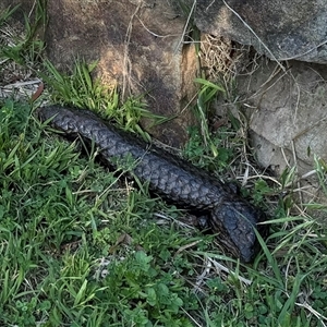 Tiliqua rugosa at Hackett, ACT - 21 Oct 2024 05:14 PM