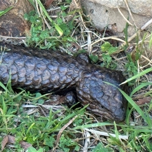 Tiliqua rugosa at Hackett, ACT - 21 Oct 2024