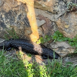 Tiliqua rugosa at Hackett, ACT - 21 Oct 2024