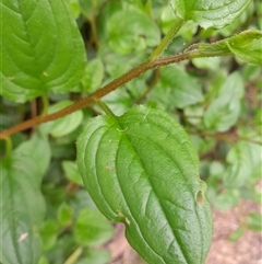 Hackelia latifolia at Pappinbarra, NSW - 21 Oct 2024 04:55 PM