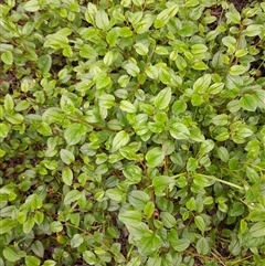 Hackelia latifolia at Pappinbarra, NSW - 21 Oct 2024 04:55 PM