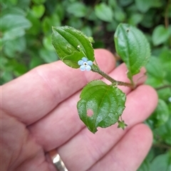 Hackelia latifolia at Pappinbarra, NSW - 21 Oct 2024 04:55 PM