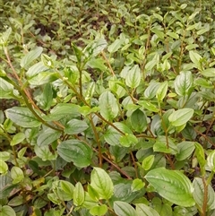Hackelia latifolia at Pappinbarra, NSW - 21 Oct 2024 04:55 PM