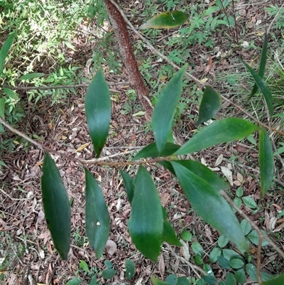 Persoonia levis at Pappinbarra, NSW - 21 Oct 2024 by jonvanbeest