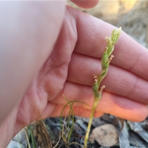 Hymenochilus cycnocephalus at suppressed - 20 Oct 2024