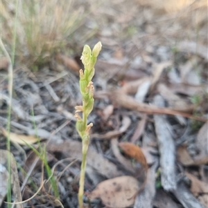 Hymenochilus cycnocephalus at suppressed - 20 Oct 2024