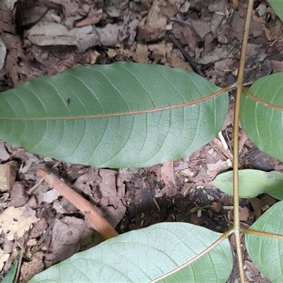 Toona ciliata at Pappinbarra, NSW - 21 Oct 2024 by jonvanbeest