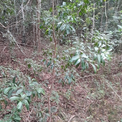 Acronychia oblongifolia at Pappinbarra, NSW - 21 Oct 2024 by jonvanbeest