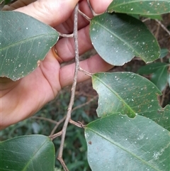 Geijera salicifolia at Pappinbarra, NSW - 21 Oct 2024 by jonvanbeest