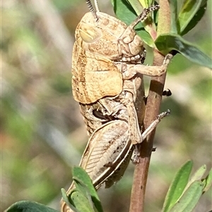 Perunga ochracea at Mitchell, ACT - suppressed